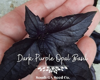 Heirloom Dark Purple Opal Basil Seeds QTY. 30