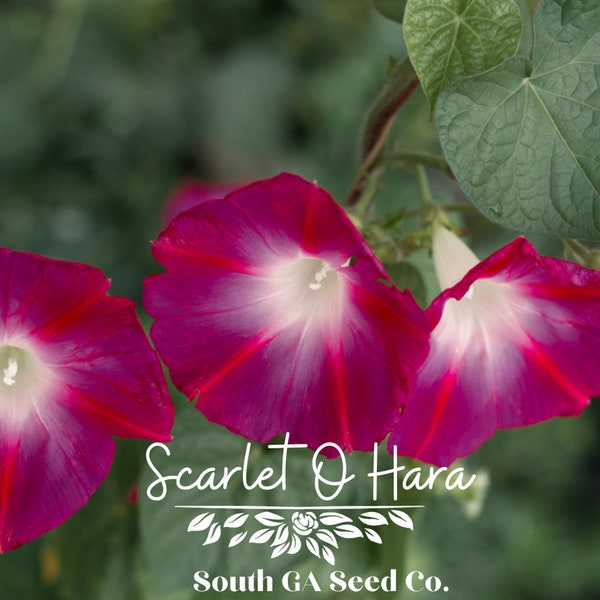 Heirloom Scarlet O' Hara Morning Glory QTY. 30