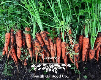 Heirloom Danvers 126 Carrot Seeds QTY. 225