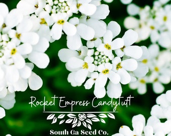 Heirloom Empress Rocket Candytuft Seeds QTY. 100