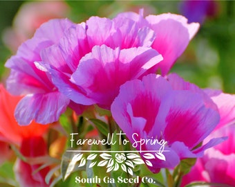 Heirloom Farewell to Spring Seeds QTY. 200