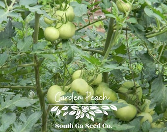 Heirloom Garden Peach Tomato Seeds QTY. 25 (Indeterminate)