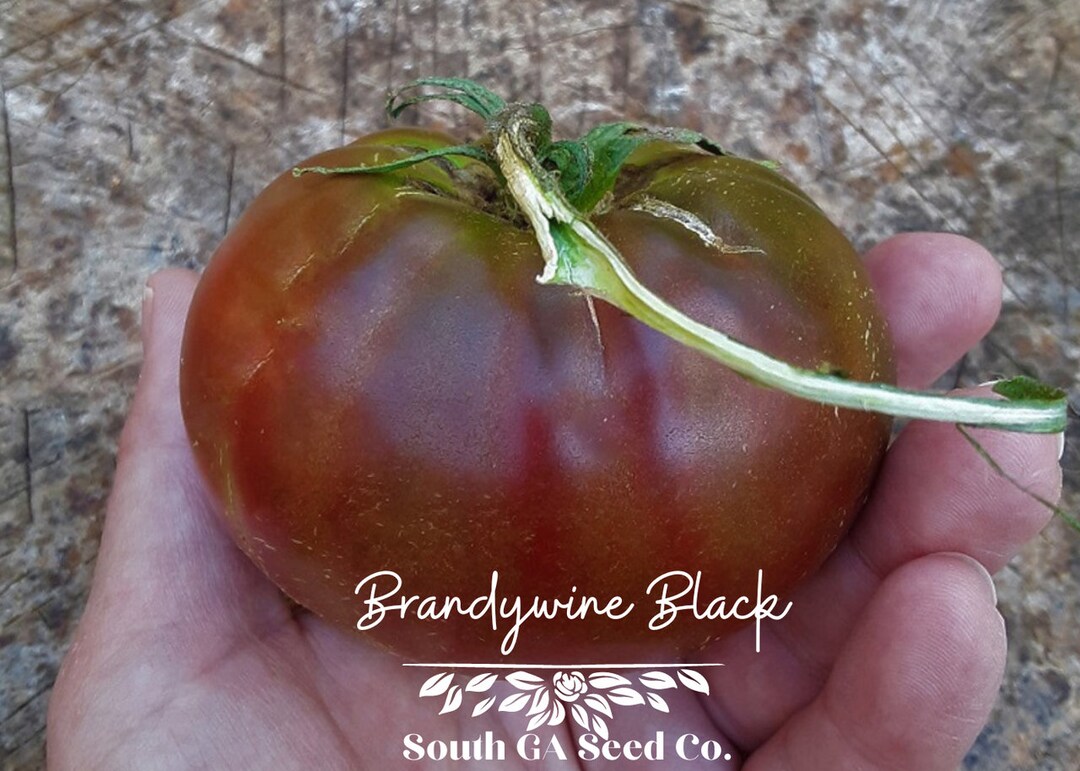Heirloom Brandywine Black Tomato Seeds QTY. 25 indeterminate Etsy