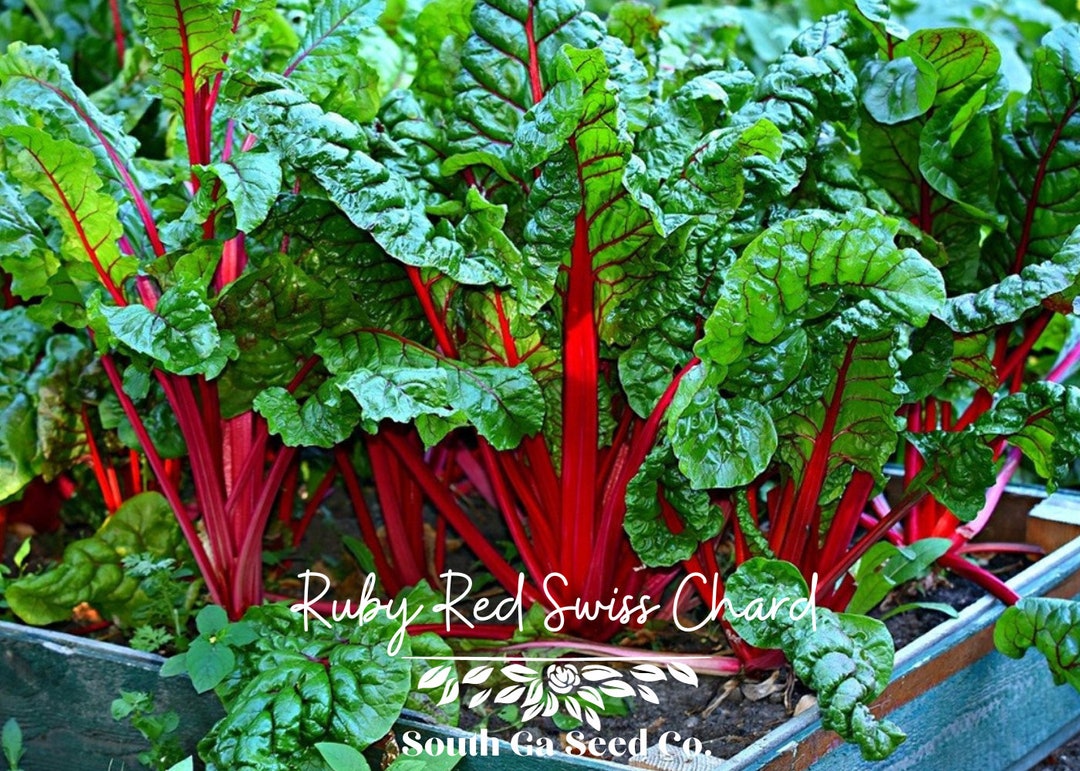 Heirloom Ruby Red Swiss Chard Seeds QTY. 100 - Etsy