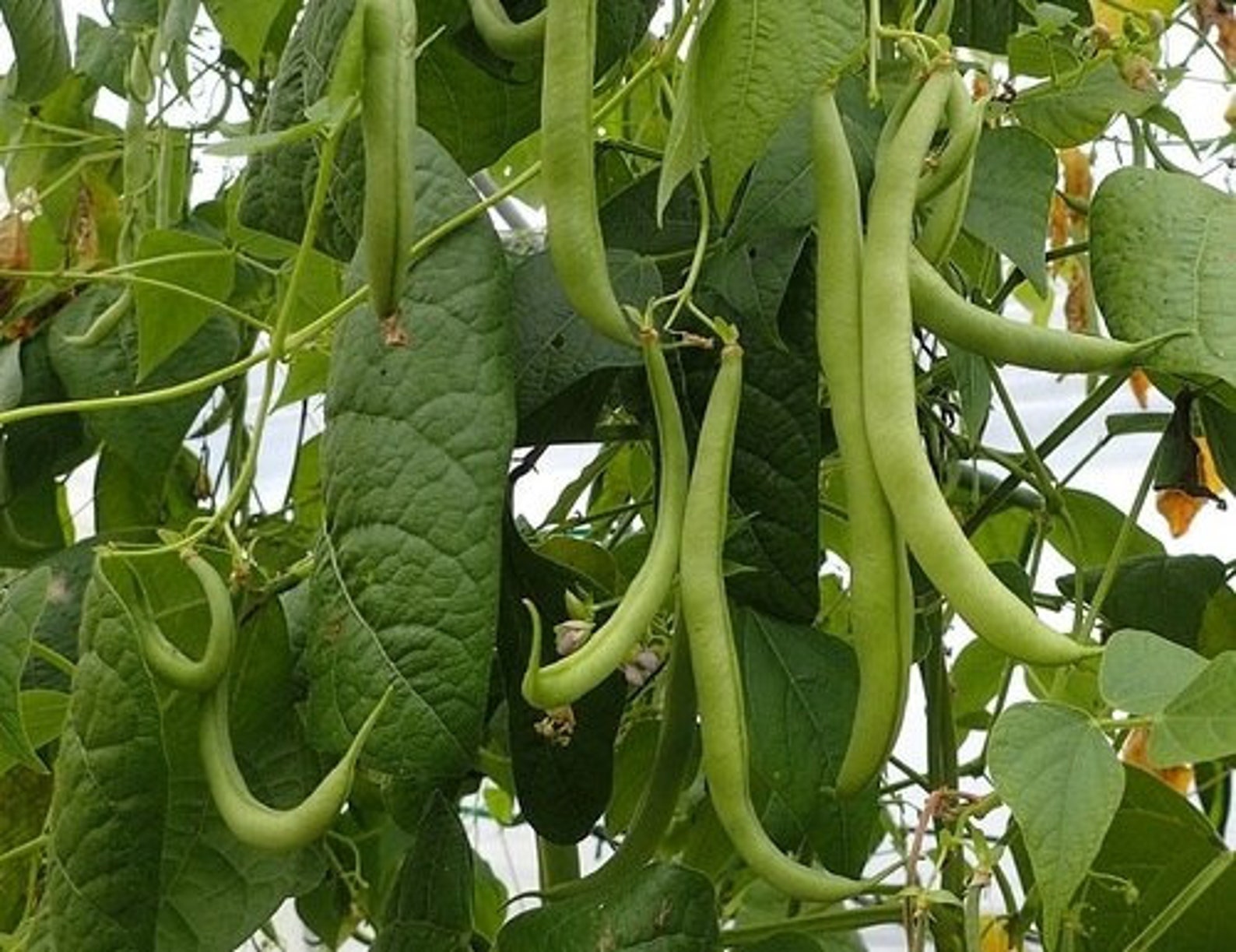 Фасоль Гигантская Купить Семена
