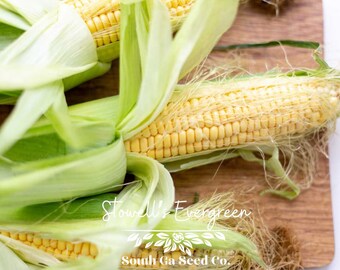 Heirloom Stowell's Evergreen Corn Seeds QTY. 25