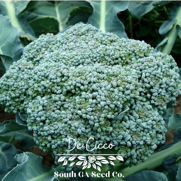 Heirloom De Cicco Broccoli  Seeds QTY. 50