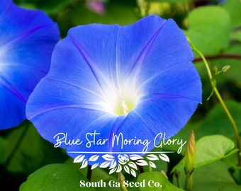 Heirloom Blue Star Morning Glory Seeds QTY. 30