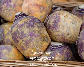 Heirloom Laurentain Rutabaga Seeds QTY. 500