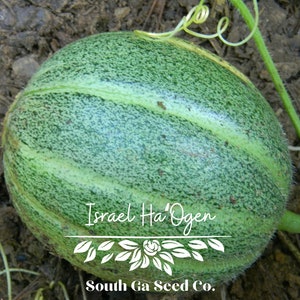 Heirloom Israel Ha' Ogen Melon Seeds QTY. 25