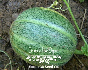 Heirloom Israel Ha' Ogen Melon Seeds QTY. 25