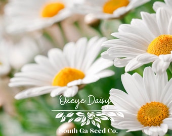 Heirloom Oxeye Daisy Seeds QTY. 150