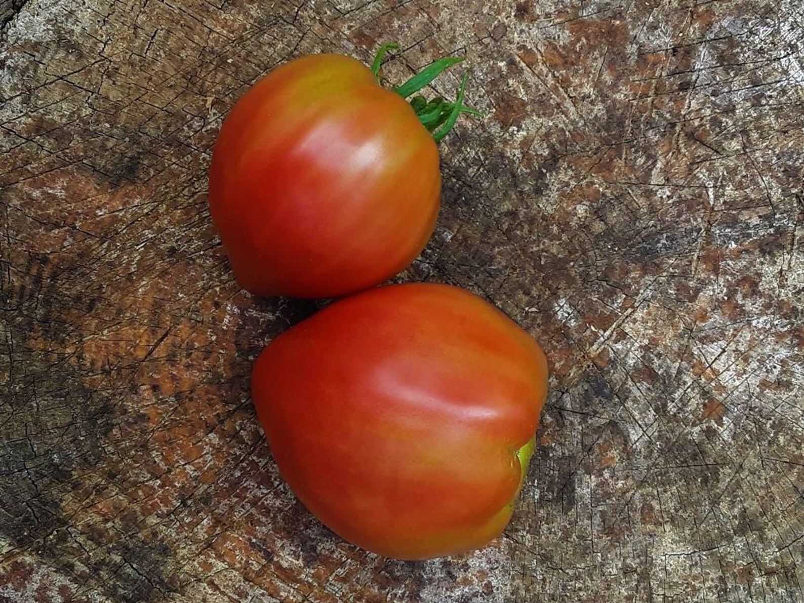 Anna Russian Tomato Seeds Qty 25 Heirloom Etsy