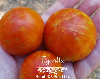 Heirloom Tigerilla Tomato Seeds QTY. 25 (Indeterminate)