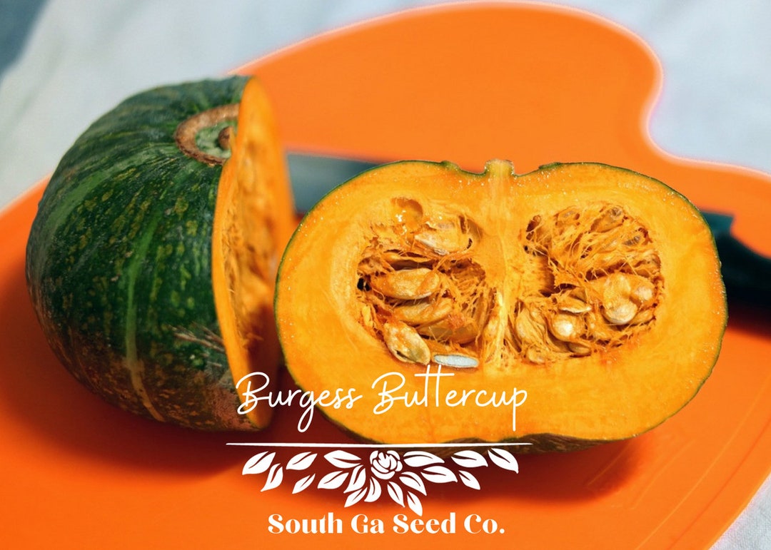 Heirloom Burgess Buttercup Squash Seedswinter QTY. 25 Etsy