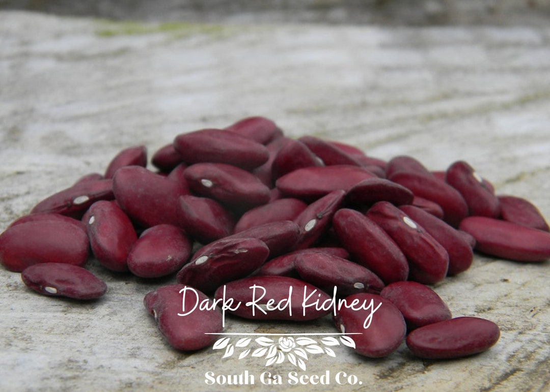 Heirloom Dark Red Kidney Bean Seeds QTY. 50, Non Gmo, Open Pollinated