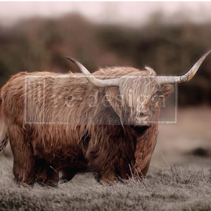 ReDesign with Prima A1 Fiber HIGHLAND GRACE || Cow Cows Cattle || Decoupage Paper for Furniture || Limited Edition