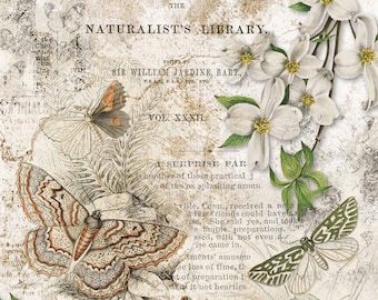 A4 Rice Decoupage Paper for Crafting NATURALIST LIBRARY || Decoupage Queen || Butterflies and White Florals