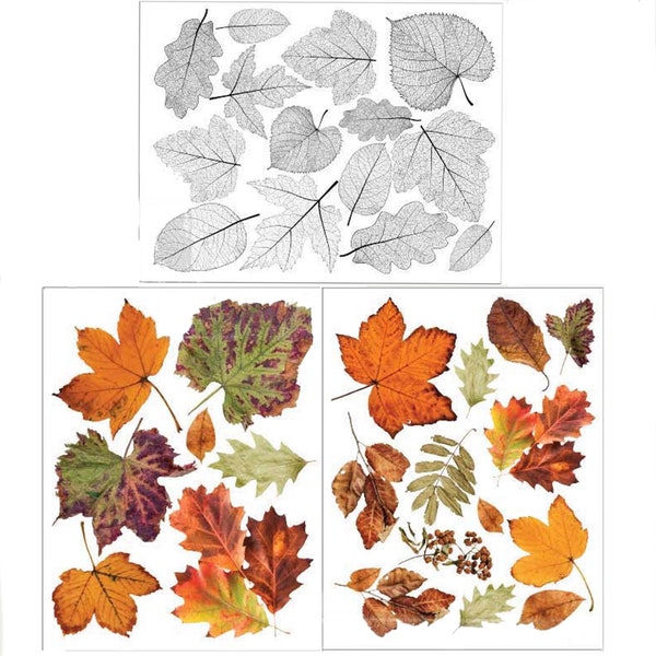 Crunchy Leaves Rub On Furniture Transfer || ReDesign with Prima || Includes 3 Sheets (3 Unique Designs) ~ Size: Middy