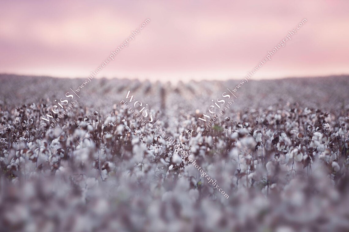 Cotton Field Composite Image Digital Photography Background | Etsy