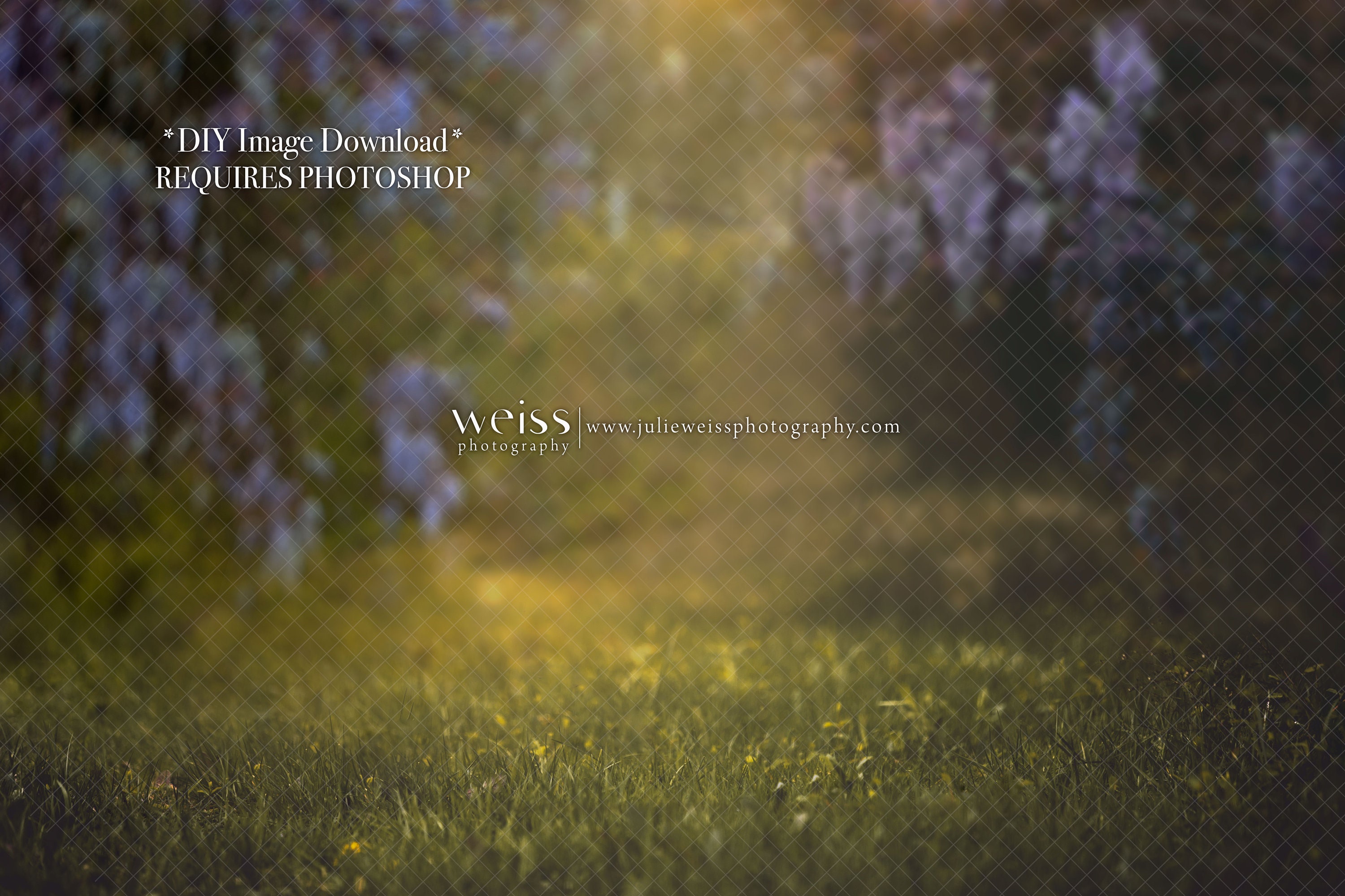 Spring Wisteria Flowers With Grass Overlay Easter Kids Background ...