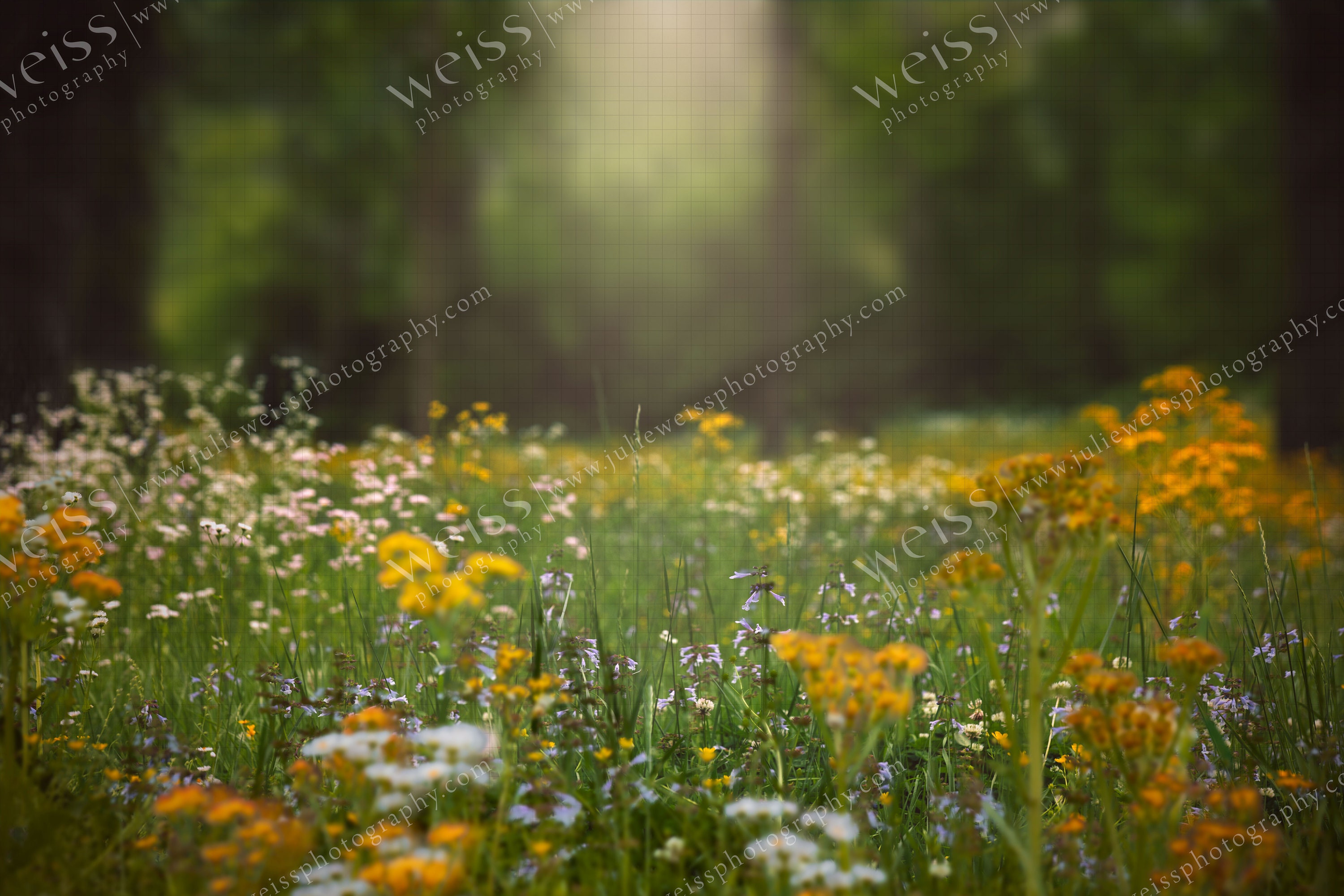 Spring Wild Flowers with Grass Overlay Easter Kids Background | Etsy