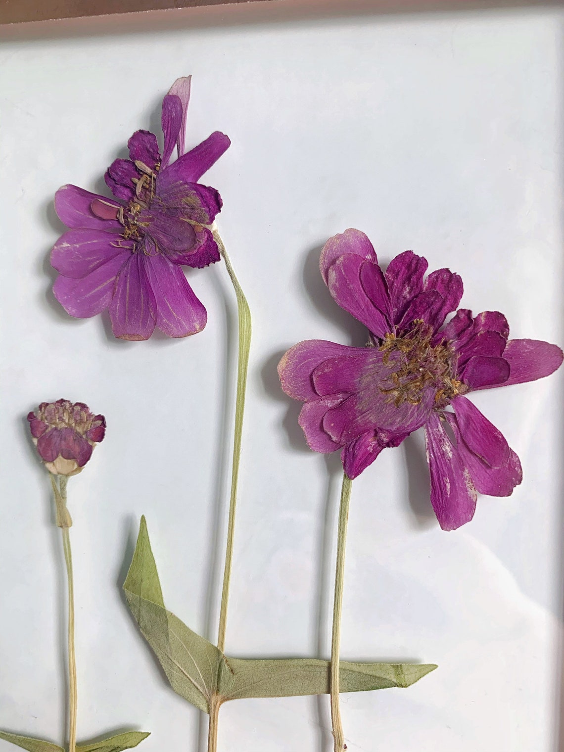 Pressed Zinnias Flower Wall Hanging // Glass Copper Frame // Etsy