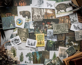 May include: A collection of vintage-style forest-themed ephemera, including postcards and illustrations. The images feature various woodland scenes, animals, and trees in a variety of artistic styles. The color palette includes greens, browns, and muted tones, creating a nostalgic aesthetic.