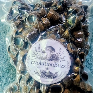Può includere: Un sacchetto di plastica trasparente sigillato sottovuoto contenente gusci di noce nera essiccati, testurizzati e di colore marrone scuro. Un'etichetta bianca in alto riporta la scritta Dried Black Walnut Hulls 10 oz. Un adesivo circolare mostra il testo EvolutionBuzz.