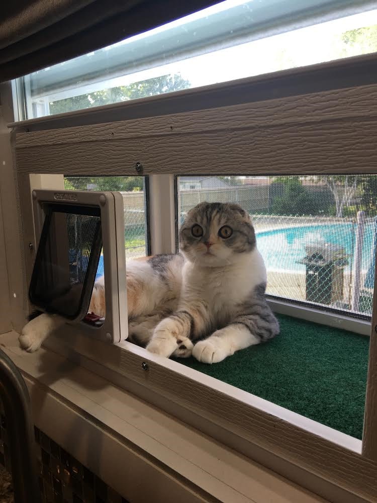 window attachment for cats
