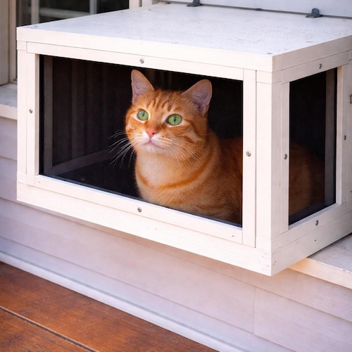 BestWindowCatio - Etsy