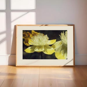 Creamcups Photograph