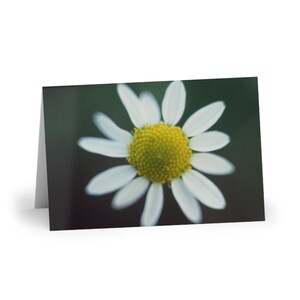 Daisy flower greeting cards