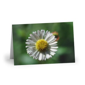Cartes de voeux de fleur de marguerite anglaise