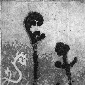 Fronde di srotolamento - Incisione aquatint
