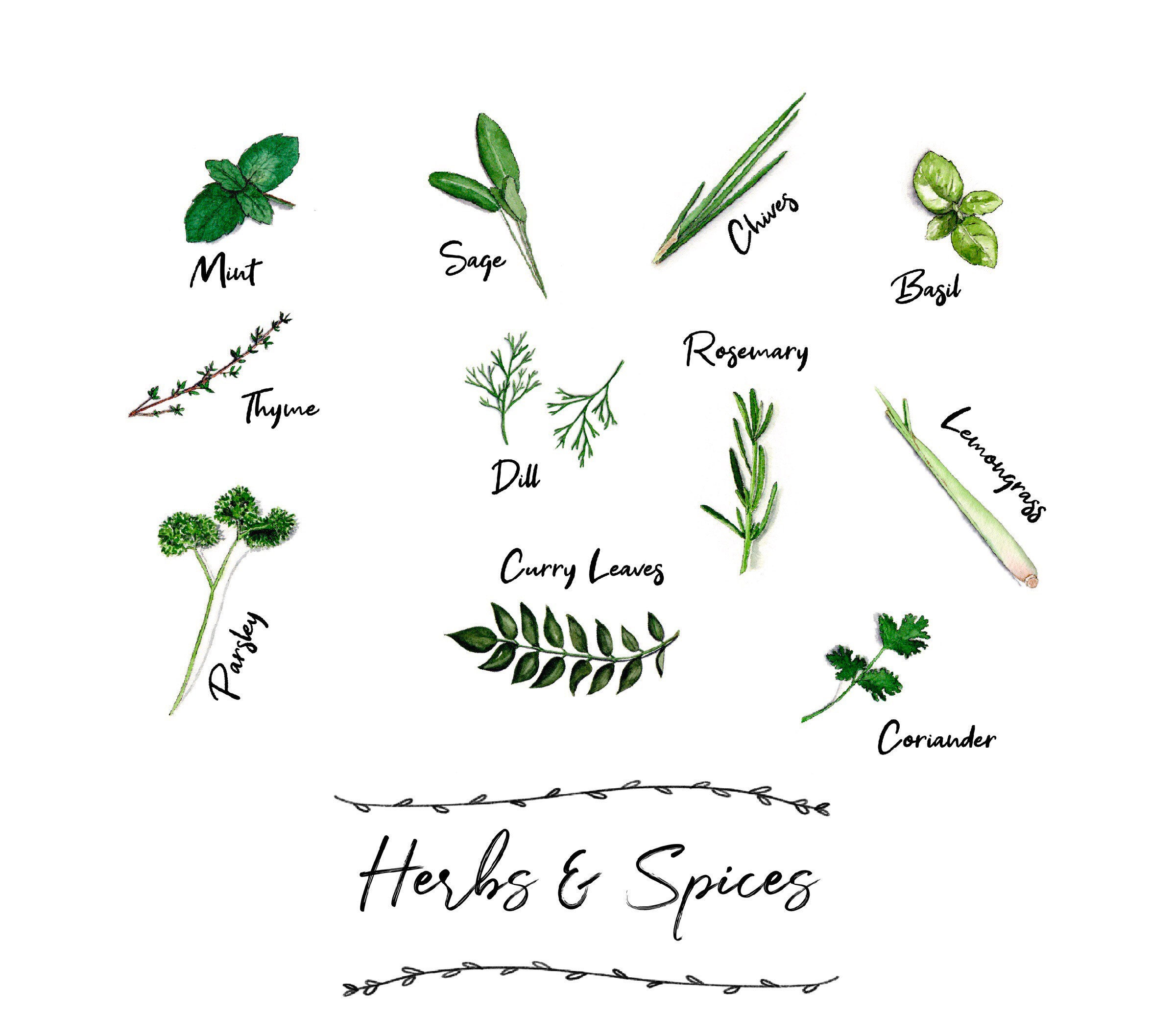 Kitchen Herbs & Spices Watercolour Print Wall Art Etsy UK