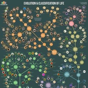 Evolution and Classification of Life Poster