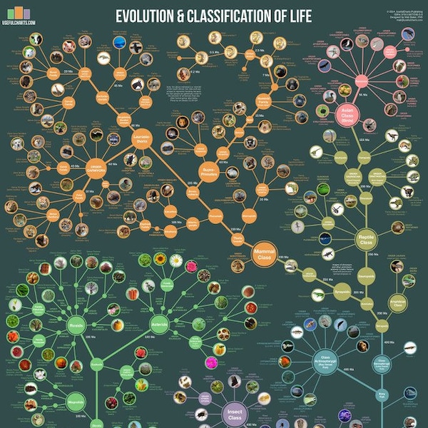 Poster zur Evolution und Klassifizierung des Lebens