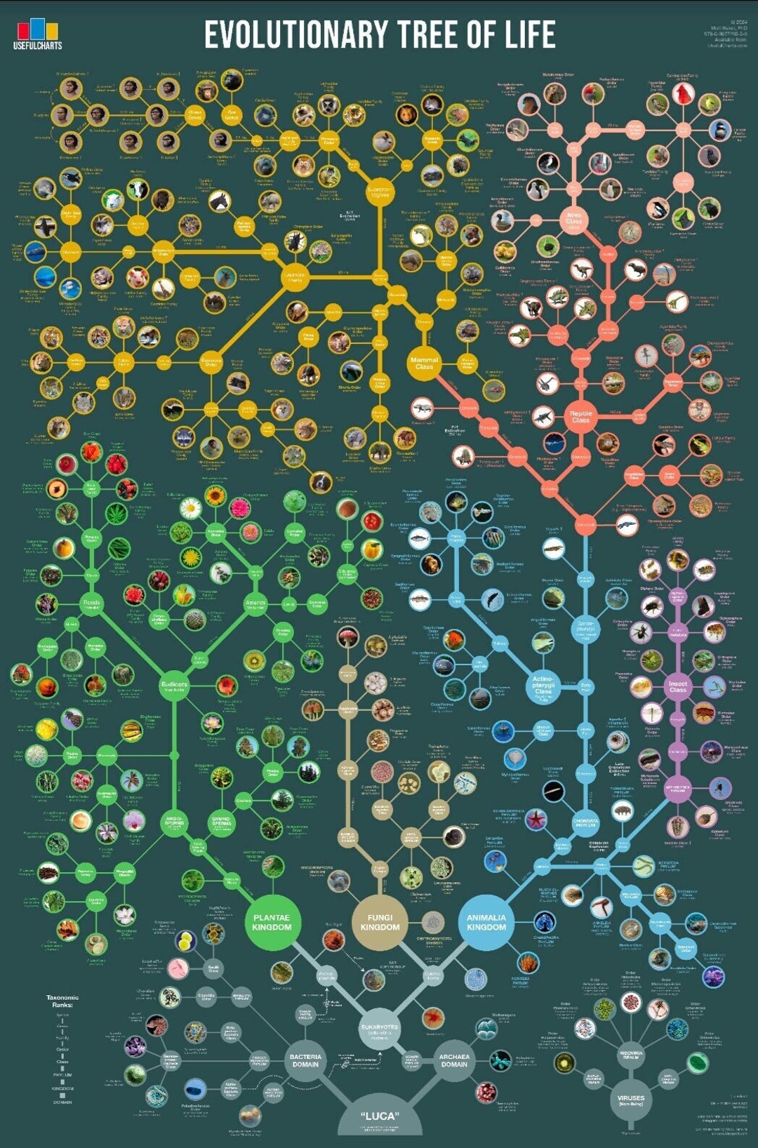 Evolutionary Tree of Life Poster Etsy Singapore