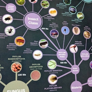 Evolution and Classification of Life Poster image 3