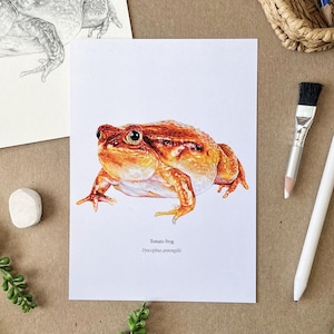 Impression grenouille tomate - art grenouille de Madagascar, illustration d'amphibiens, carte postale grenouille, art mural cadeau herpétologie, art canadien 5 x 7