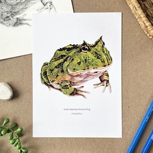 Impression de grenouille pacman - art sud-américain de la grenouille, illustration d'amphibiens, carte postale de grenouille, art mural cadeau herpétologie, art canadien 5 x 7