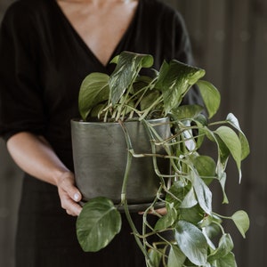 Può includere: Una persona tiene in mano una pianta in vaso con foglie verdi in un vaso di ceramica grigio scuro. La pianta è una vite rampicante con steli lunghi e foglie a forma di cuore.