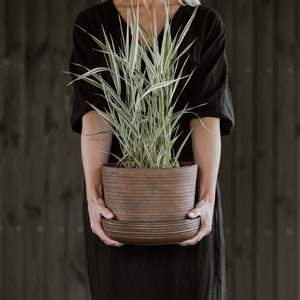 Puede incluir: Una persona sosteniendo una planta en maceta con hojas verdes y blancas rayadas. La planta está en una maceta de cerámica marrón con un platillo a juego.