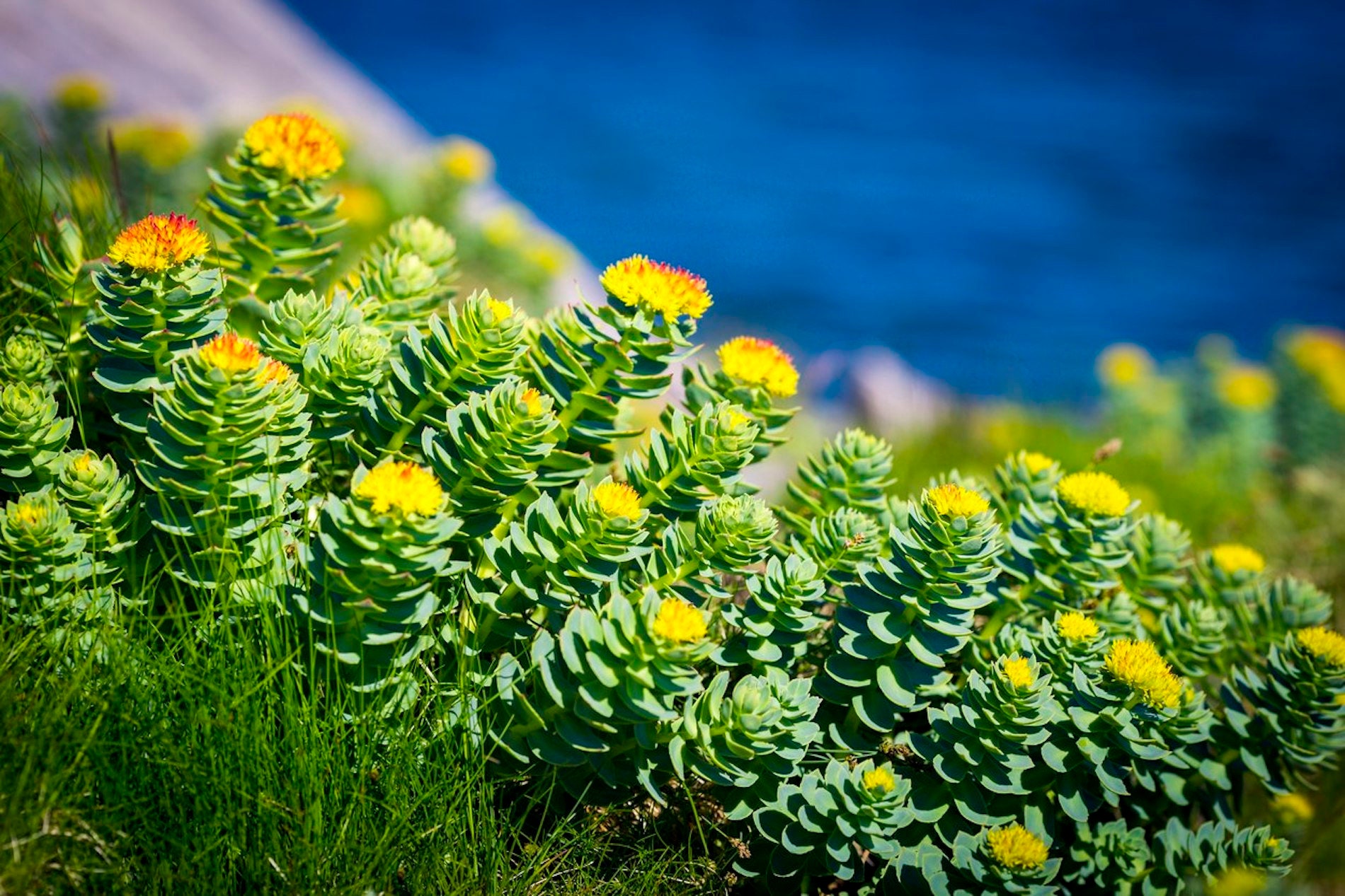 Родиола розовая растет. Родиола розовая Rhodiola rosea. Золотой корень Rhodiola rosea. Золотой корень (родиола розовая, розовый корень). Родиола Арктическая.