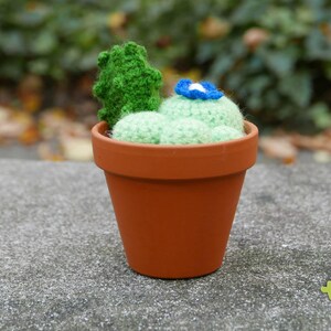 Cactus Garden - L