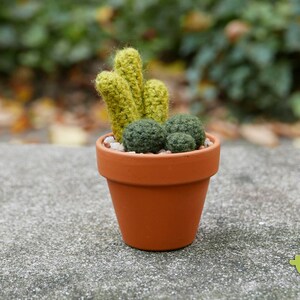 Cactus Garden - M