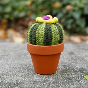 Cactus Barrel - M