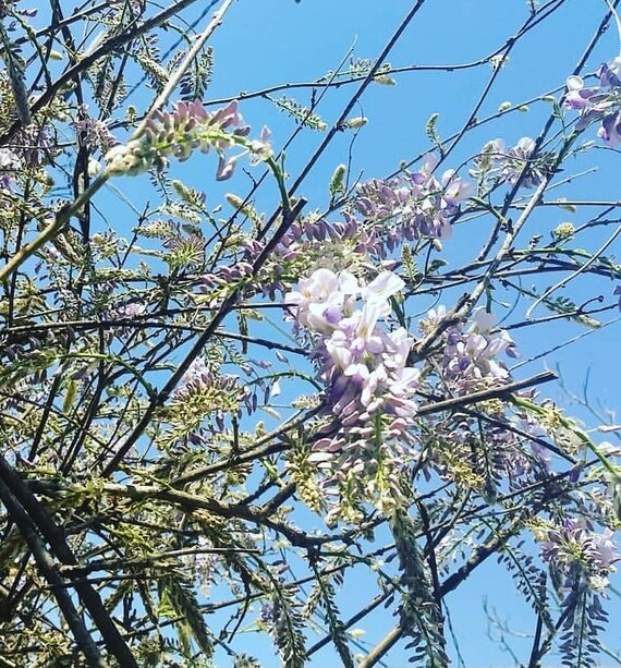 Wisteria Flower Remedy - Best Flower Wallpaper