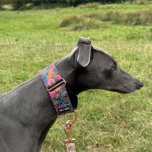 K&ouml;nnte beinhalten: Ein grauer Hund mit einem floral gemusterten Halsband und einer passenden Leine. Das Halsband hat eine schwarze Basis mit einem farbenfrohen Blumenmuster in Rosa, Orange und T&uuml;rkis. Die Leine hat einen ros&eacute;goldenen Verschluss.